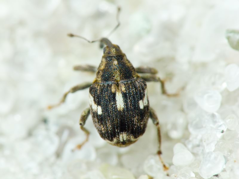 Datonychus arquata (Herbst, 1795)